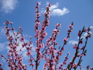 pink-spring-577x433